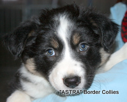 Triclour Female border collie puppy